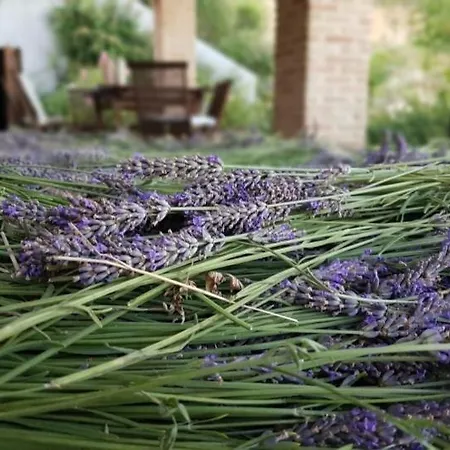 Appartamento Ca'rosei Monteciccardo
