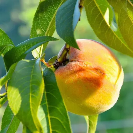 Ca'rosei Monteciccardo