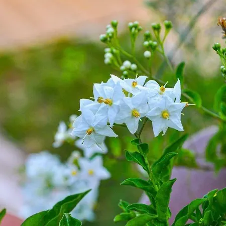 Ca'rosei * Monteciccardo